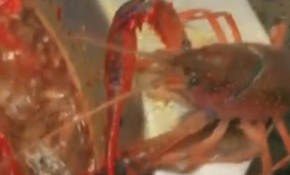 Tatlı su ıstakozu, hayatını kurtarmak için kendi pençesini kesti