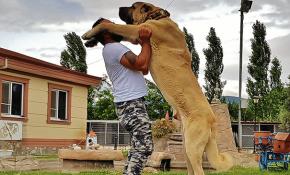 Türk çoban köpeği 32 ülkede alıcı buldu