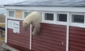 Yiyecek arayan kutup ayısı Norveç'te bir otele girdi