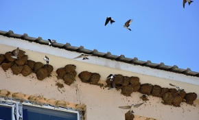 Muş’ta okula yuva kuran kırlangıçlar ilgi odağı oldu