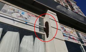Bağcılar’da arılar caddeyi istila etti