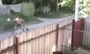 İki pitbull köpeği adama böyle saldırdı