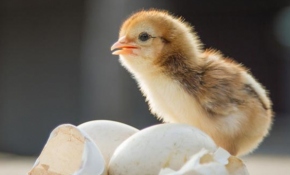 Bozuk sanılarak çöpe atılan yumurtalardan civciv çıktı