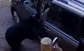 Anne ayı ve yavrularından araçta yemek operasyonu