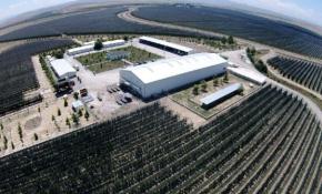 Niğde'deki dev bahçeden 20 bin ton elma toplanıyor