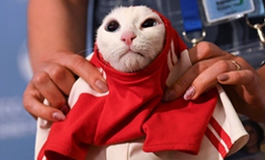 Kahin ahtapot Paul'ün görevi kediye devredildi