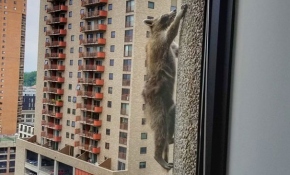 ABD'de bir rakun 23 katlı gökdelene tırmandı