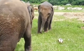 Bebek filler arasında futbol maçı