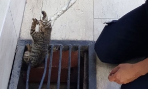 Saatler sonra geri dönüp mazgala düşen kediyi kurtardı