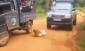 Safari grubuna eşlik eden köpeğe leopar saldırdı