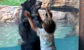 Hayvanat bahçesindeki ayının zıplama yarışı