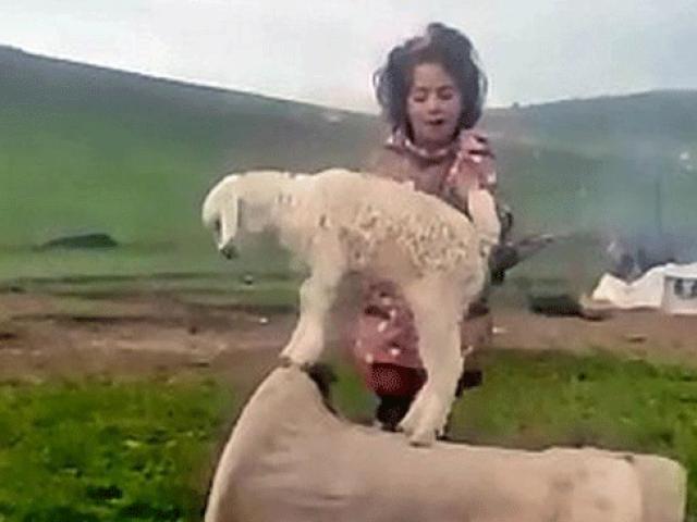 Küçük kız şarkı söyledi, keçi yavrusu dans etti