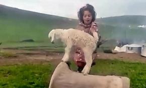 Küçük kız şarkı söyledi, keçi yavrusu dans etti