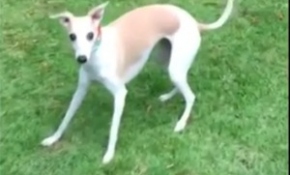 Görme engelli köpeğin yürekleri ısıtan oyunu