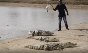 Bu köyde halk, timsahlarla bir arada yaşıyor
