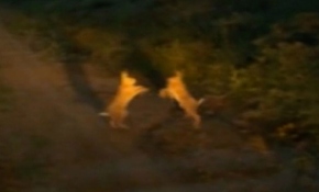 İki tavşanın kavgası kameraya yansıdı