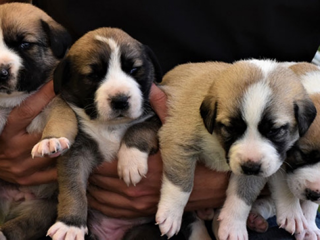 İş yerinin bahçesinde 22 köpeğe bakıyor