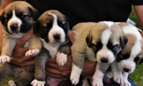 İş yerinin bahçesinde 22 köpeğe bakıyor