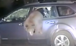 Arabada kilitli kalan ayı kurtarıldı