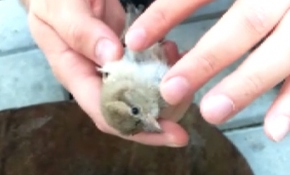 Yere düşen minik serçe polisin masajıyla kendine geldi