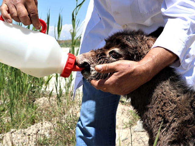 Ölüme terk edilen sıpa belediyenin maskotu olacak