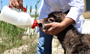 Ölüme terk edilen sıpa belediyenin maskotu olacak