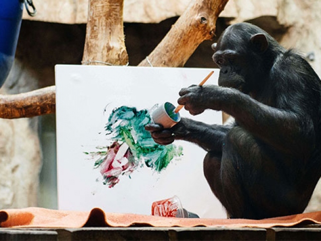 Sanatçı ruhlu Şempanze Lucy'nin resimleri açık artırmayla satışa sunulacak