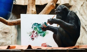 Sanatçı ruhlu Şempanze Lucy'nin resimleri açık artırmayla satışa sunulacak