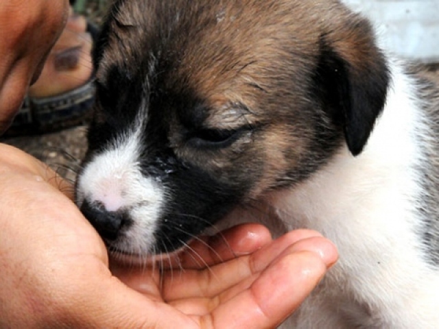 Yağmurda kalan yavru köpekleri Erkayıran ailesi sahiplendi