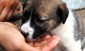 Yağmurda kalan yavru köpekleri Erkayıran ailesi sahiplendi