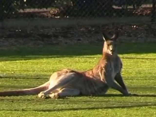 Avustralya'da sahaya giren kanguru maçı yarıda kesti