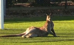 Avustralya'da sahaya giren kanguru maçı yarıda kesti