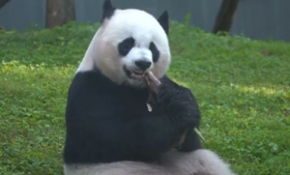 Yapay yollarla döllenen dev panda hamile olabilir