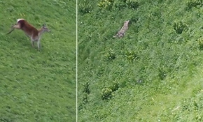 Dişi geyik, yavrularına saldırmaya çalışan kurdu kovaladı