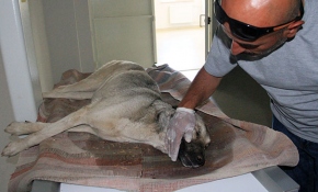 Polis ve belediye ekipleri köpeklerin imdadına yetişti