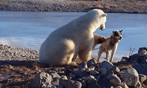Kutup ayısı ile köpeğin dostluğu