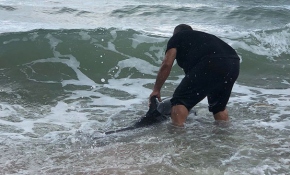 Hayvansever vatandaş yavru yunusu hayata döndürdü