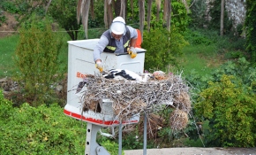 Yavru leylek ayağına takılan poşetten kurtarıldı