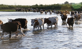 Hayvanları serinletmek için Dicle Nehri'ni kullanıyorlar