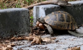 İnatçı kaplumbağanın zaferi kameraya yansıdı