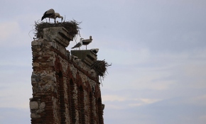 Tarihi hastane duvarı leyleklere yuva oldu