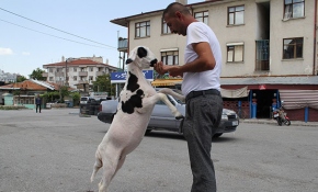 Kuzusunu yanından hiç ayırmıyor