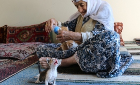 Anneleri ölen yavru kedilere 96 yaşındaki nine sahip çıktı