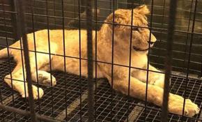 Aslan sergilenen nargile kafe hayvanat bahçesi çıktı