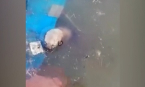 Boğulmak üzere olan yavru köpekleri tek tek kurtardı