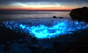 Planktonların ışığı dalgalarla buluşuyor