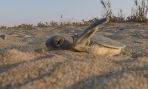 110 milyon yıllık yaşam mücadelesi: Deniz kaplumbağaları