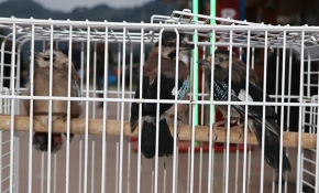 Yavru kargalara çocuğu gibi bakıyor