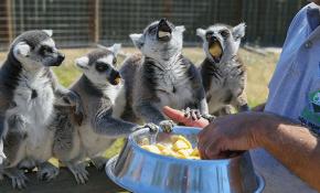 İzmir Doğal Yaşam Parkı’ndaki hayvanlara ‘yaz’ menüsü