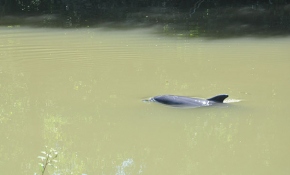 İnatçı yunus tüm çabalara rağmen ırmaktan çıkmadı